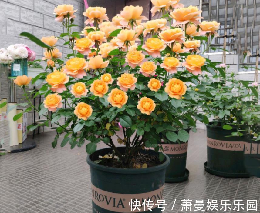 客厅|养花六年,4种花一直不舍得扔,我有喜欢它们的理由