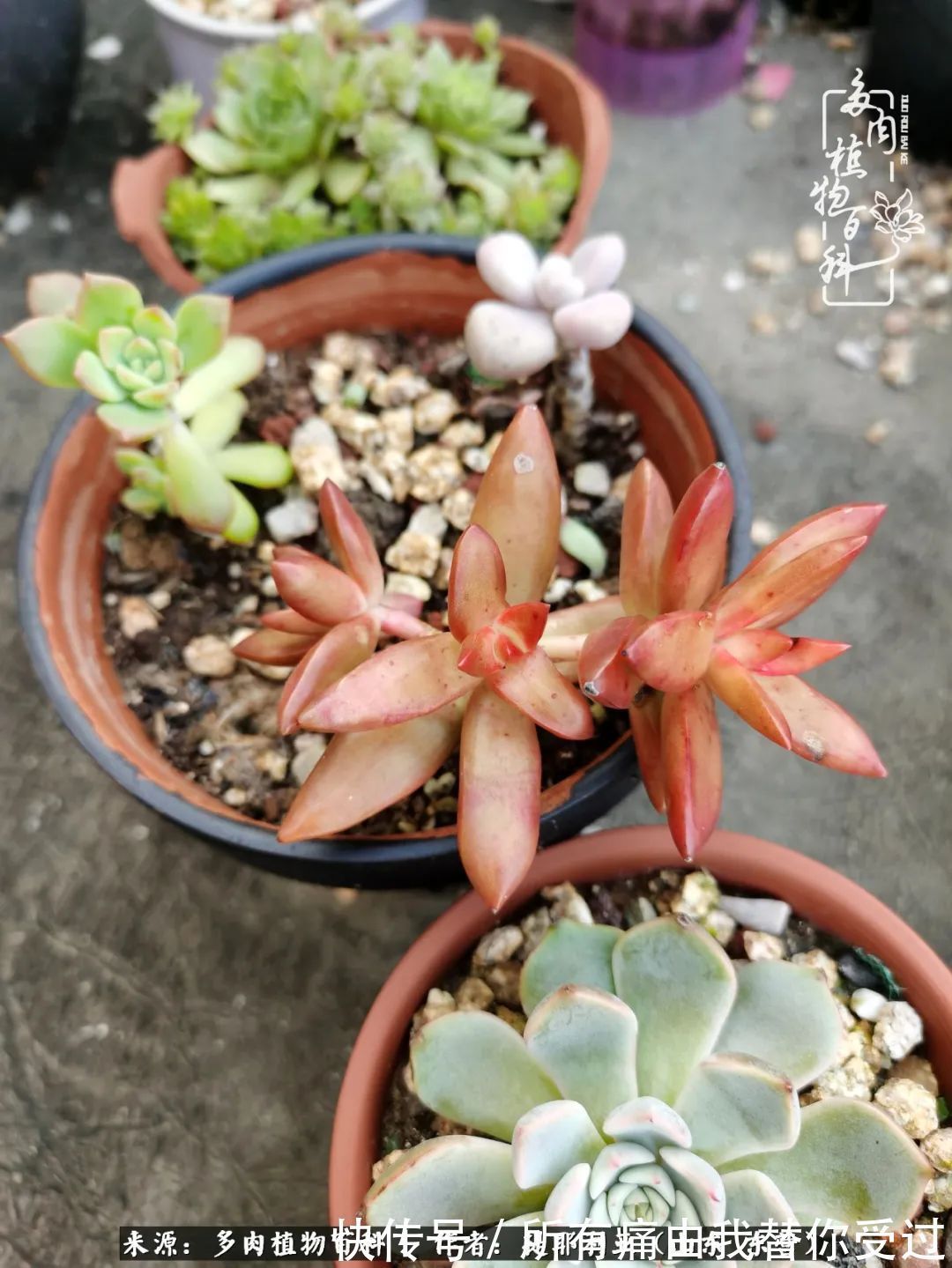 人如多肉,经阳光雨露历练后,亦会越挫越勇!