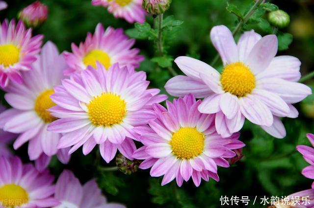 过去一年很火的5种网红花:第一种贵而难养,第三种就是个骗局