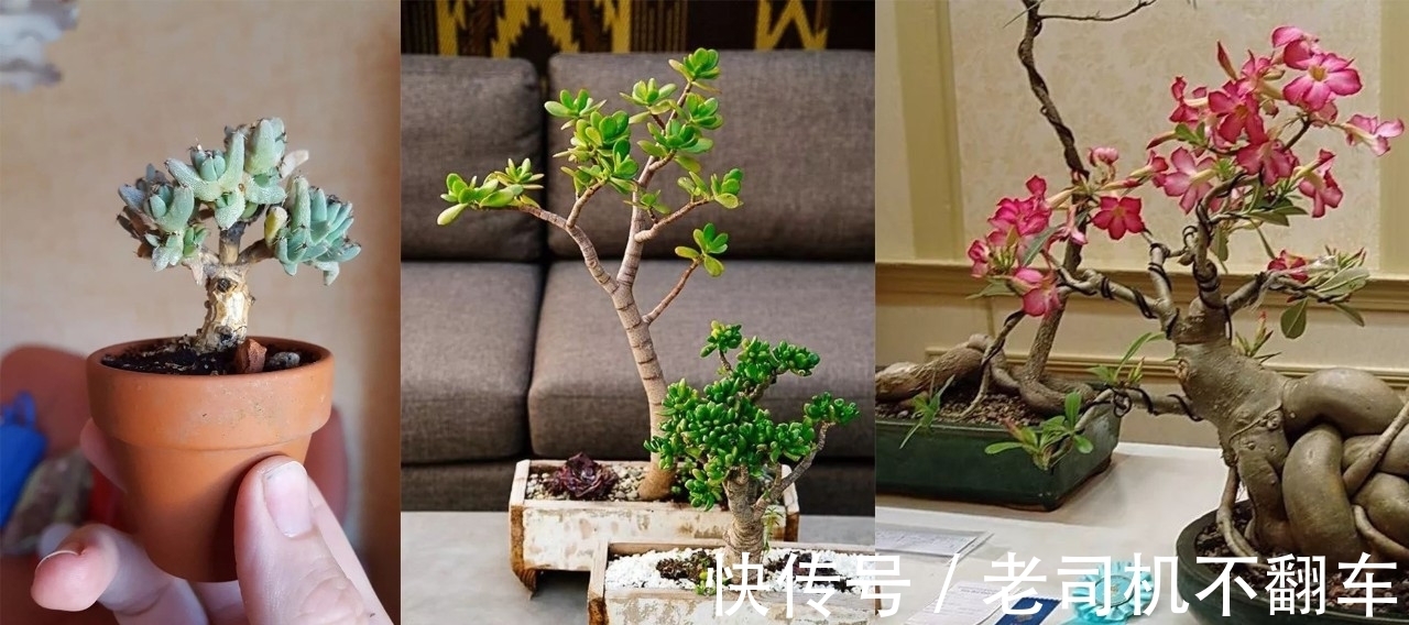 这三种多肉植物不养成盆景就太浪费了，附上制作和养护技巧