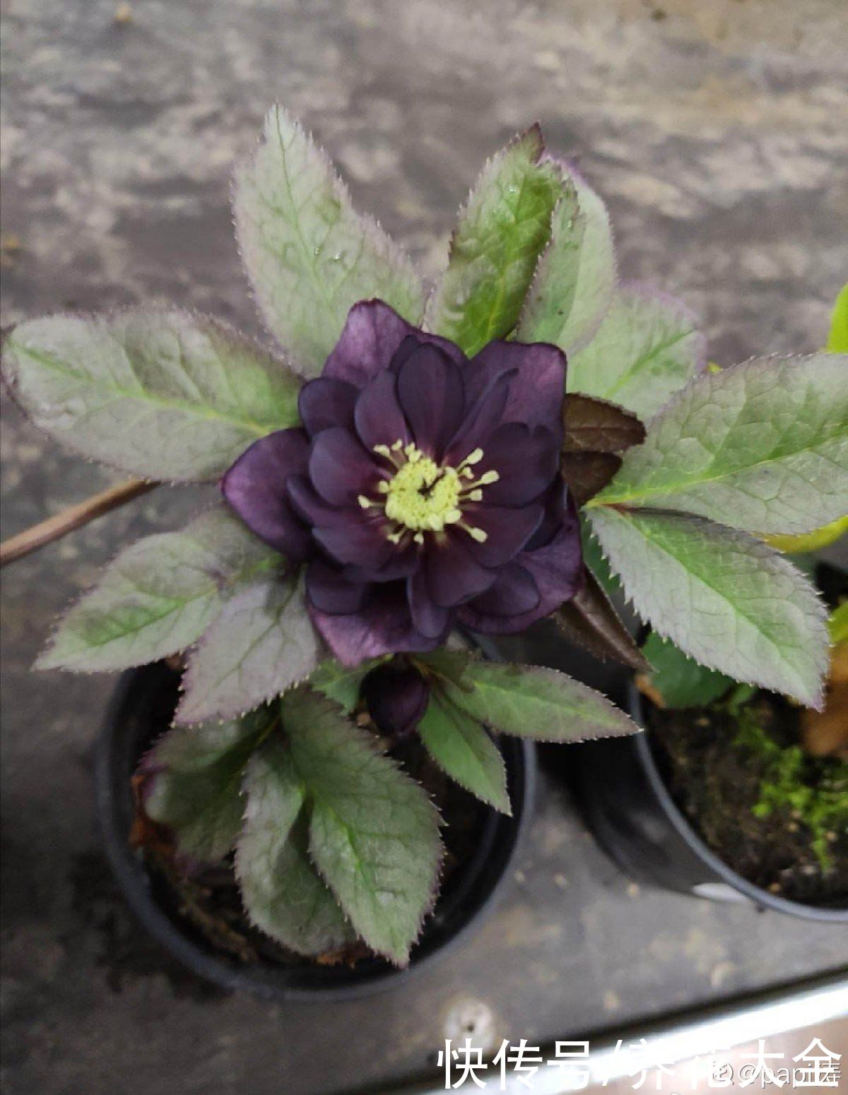 黑王子|不想养绿植，种了这4种“黑植”，养得起劲却差点被扔掉