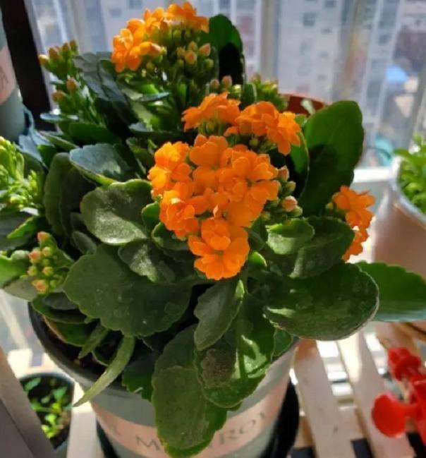 11月，长寿花容易“饿”，10天喂1勺“粉末”，开花大半年！