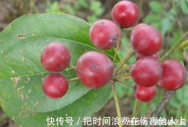 功效|80歲的爺爺，經常吃這幾種野果，它的功效卻一無所知！