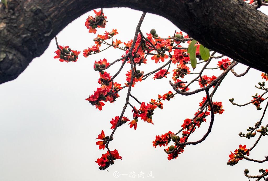 春季广州赏花游，这几个地方是不错的选择，你更喜欢哪个？