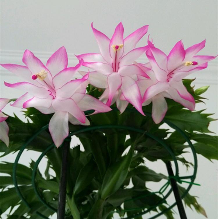 养蟹爪兰,一看一控,营养高,开花妙