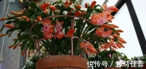 蟹爪兰|两种“促花水”,给三角梅、蟹爪兰用一勺,开花爆盆,又美又仙
