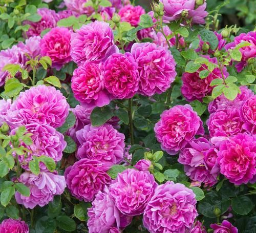  种花|3种花颜值超高，香气四溢，观赏价值高，还可盆栽，你值得拥有