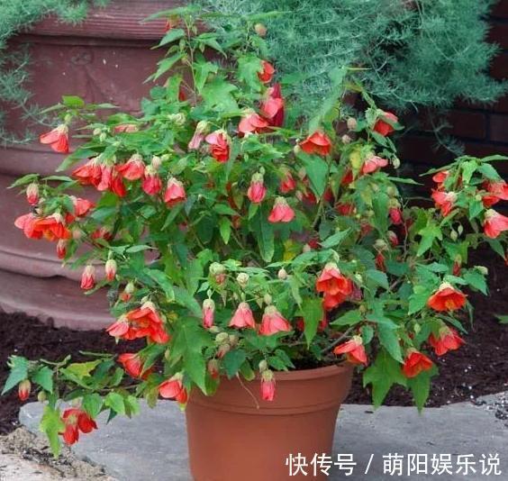 客厅摆放这5款花草,打理省心,连假花、空气净化器都省了