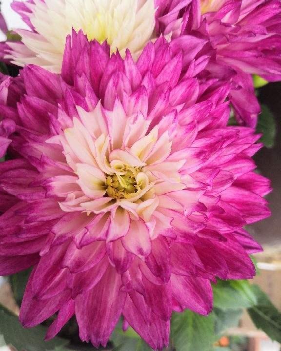 动作|六月养大丽花,勤做“三动作”,枝干粗壮不倒伏,一次绽放上百朵