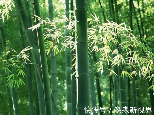老话说“竹子开花,赶紧搬家”,什么意思真的有这么危险吗