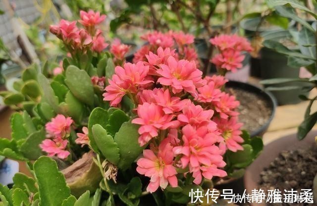 长寿花根系很弱,教你一个“养根”技巧,根系长满盆开花才会多!