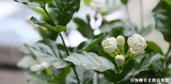 茉莉花|7种爱“喝醋”的花草,浇水时加点“醋”,根壮叶绿、不怕黄叶