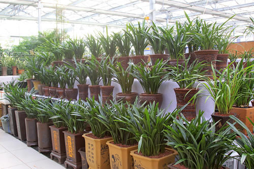 三种水夏天经常给花浇一点，不招病虫害，花卉长得还茂盛