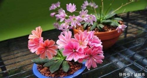 买菜的塑料袋别扔了,用来养花,养啥都旺,谁用谁知道