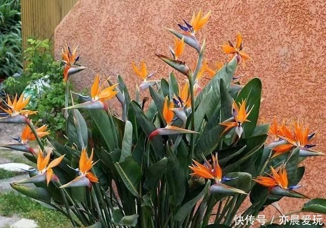 白花天堂鸟|最美不过天堂鸟,这4种极美的品种,不养实在可惜了