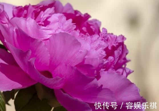 花苞|牡丹花一开就是“四季”学会用点“渣”，花苞比碗大，花开成海