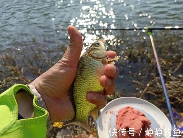 冬钓选饵,岂能随随便便!牢记这三个“勿用”,新手连竿不是事