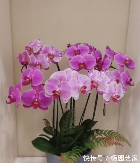 家里养了这些花,冷空气来袭要“保暖”,不然冻坏了剩个空盆