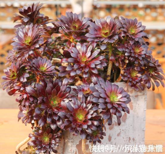 有些多肉状态非常美,但是它很“臭”,室内不要多养,多了很糟心