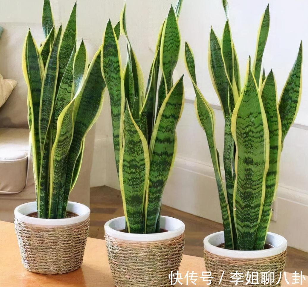 农历九月十八霜降后，养什么花？家里养3种花，健康如意身心同康