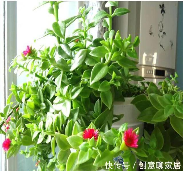 插土就能活!大半个月不用浇水,繁殖掐枝就能活,适合懒人