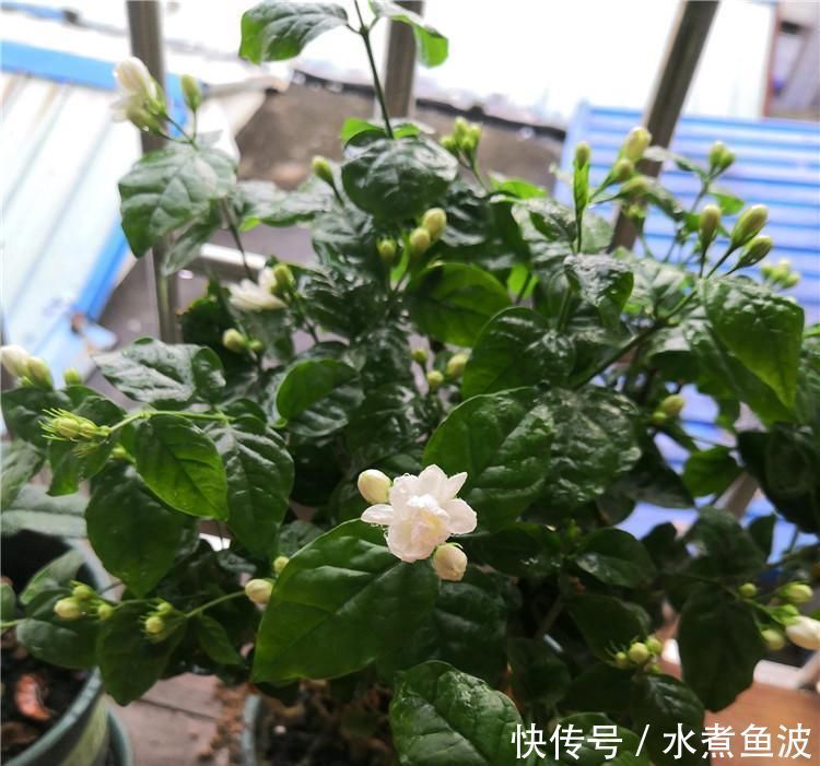 6月养茉莉，做好这3点，让茉莉生长有动力，爆花不断