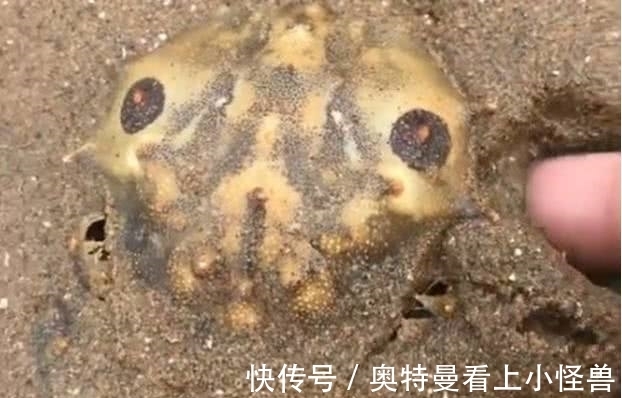 小伙在海边沙滩挖到一只螃蟹,洗干净后,小伙吓坏啦