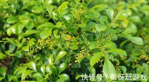 花不香没有灵魂，盘点芬芳的几种花，你种过吗