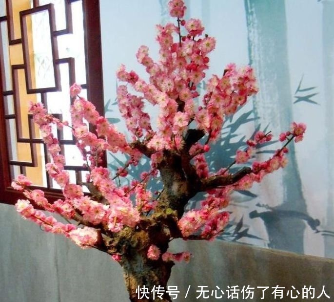 5种花适合夏天养,开花爆盆花期长,开花红红火火,大吉大利