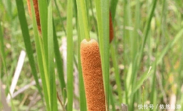 农村街边一种野草“火”了，农民称为“火腿肠”城里人吃过的不多