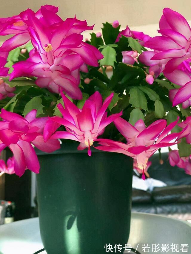 阳台上|蟹爪兰软趴趴?它有“6怕”,避开后,叶片硬如铁,开成大花树