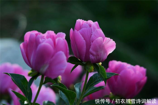 芍药美诗七首 家家有芍药 不防至温柔 温柔一同女 红红笑不休 全网搜