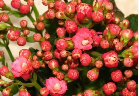 长寿花，养殖有窍门，学会这几招，花骨朵蹿不停！