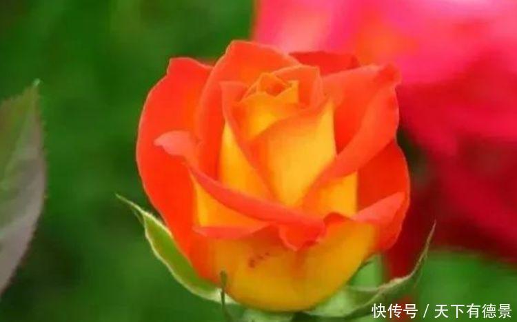 比“香水”还好闻的3种花,不用费心,就能长的特别好,花开不断