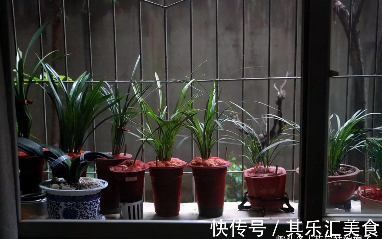植料|兰花长期不开花,是环境和管理上“惹的祸”,自查3个方面并做好