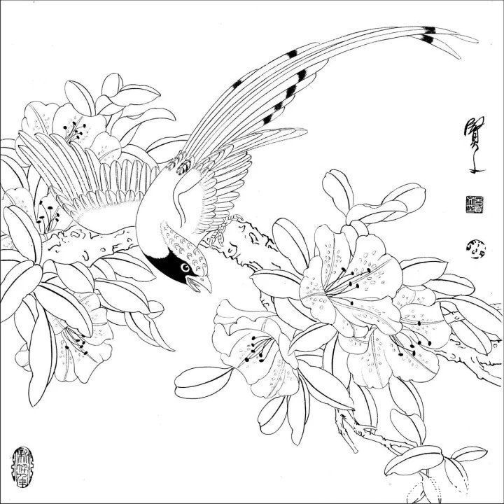资料集|王道良实用花鸟白描资料集