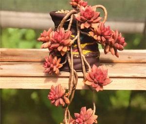  技巧|养多肉姬胧月，了解掌握3个技巧，1年长成悬崖老桩