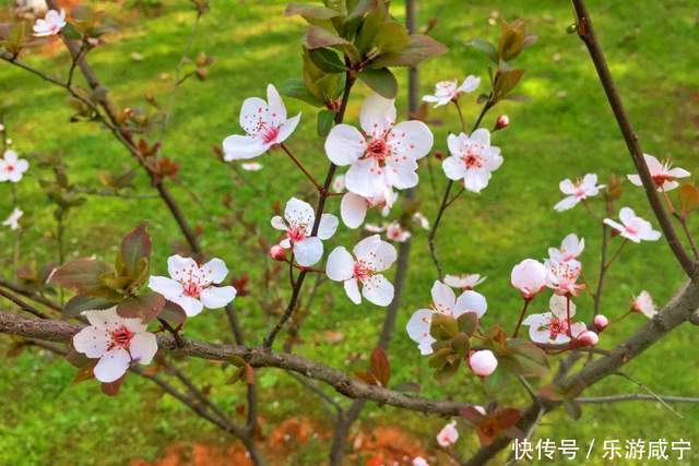 元宵节，带着你的“李焕英”“云”赏花吧！|春暖花开醉咸宁① |元宵节，带着你的“李焕英”“云”赏花吧！\＂,\＂i12\＂:\＂春暖花开醉咸宁①