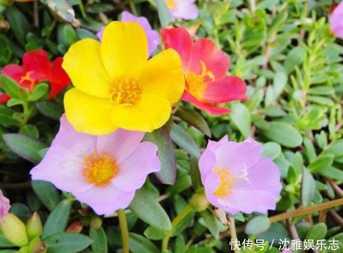 4种花深受花友的喜欢，开花爆盆很简单，日子越过越红火