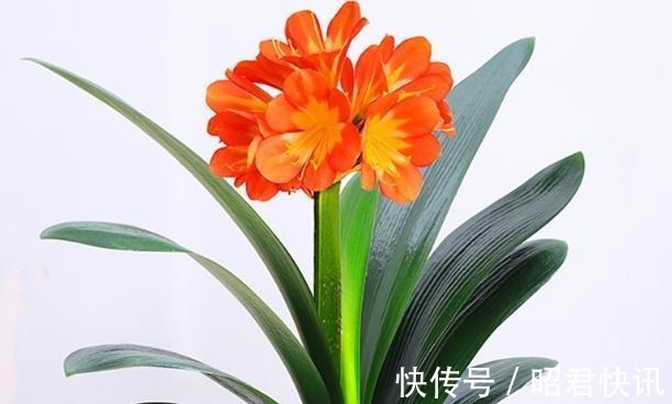 天气转冷,三种花正准备孕育花苞,做好这几点,花朵又多又大