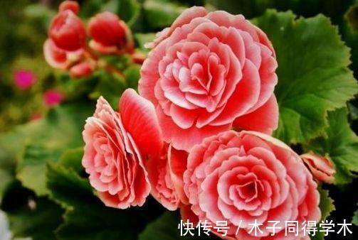 花瓣|农历7月14日开始,养花养个耐看的,好养易爆盆,繁花似锦