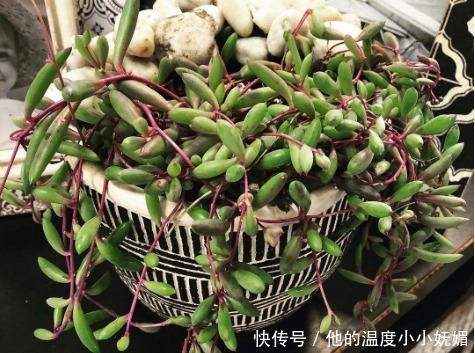 霓虹灯|夏天养4款“景天多肉”,便宜好养,花苞红彤彤,呼呼窜成肉瀑布