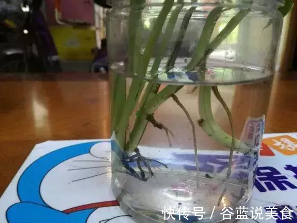 塑料瓶扔了太可惜！用来养绿萝，效率高，成活快，一养一大片！