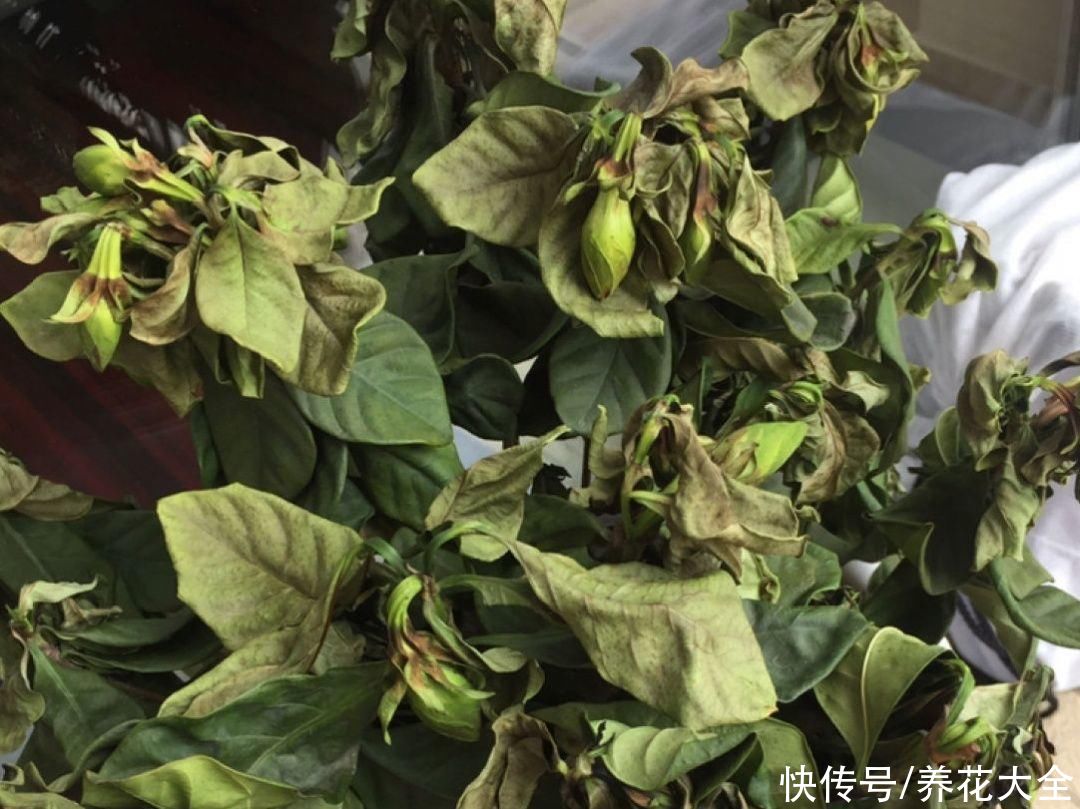 君子兰开完，会有3个“后遗症”，一定要重视