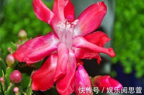 观赏价值|观赏价值高,花开硕大还鲜艳,好养又漂亮,美丽不输牡丹