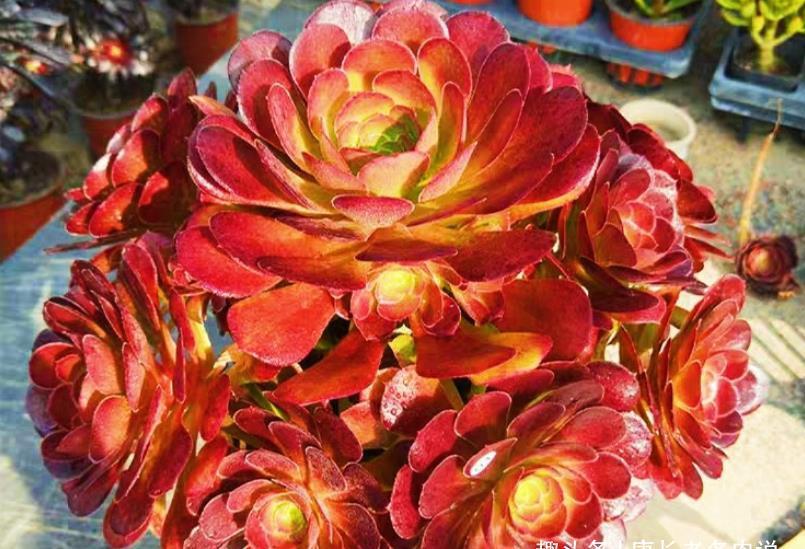 酒红色|多肉荷兰玫瑰法师和韶秀法师都能长成玫瑰状,你喜欢哪个品种呢?