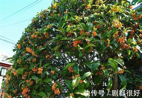 养花试试这几款，五彩缤纷、光彩照人，平时注意浇水频率