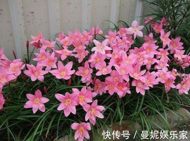 1种花,不怕晒、不怕淋雨,最适合在夏日养了,能回报你满园花色
