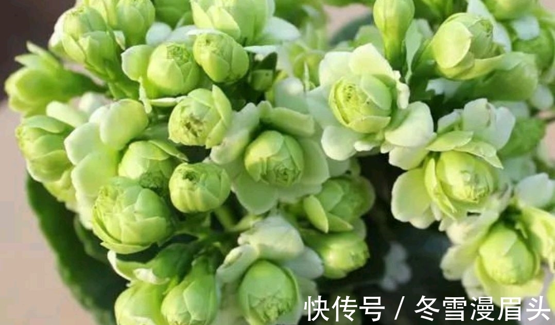 长寿花没必要养太杂!养这3种,性价比就很高