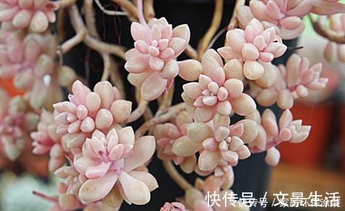 隔壁大妈养了2年的姬秋丽,颜色粉嫩爆满盆,内附详细养护技巧